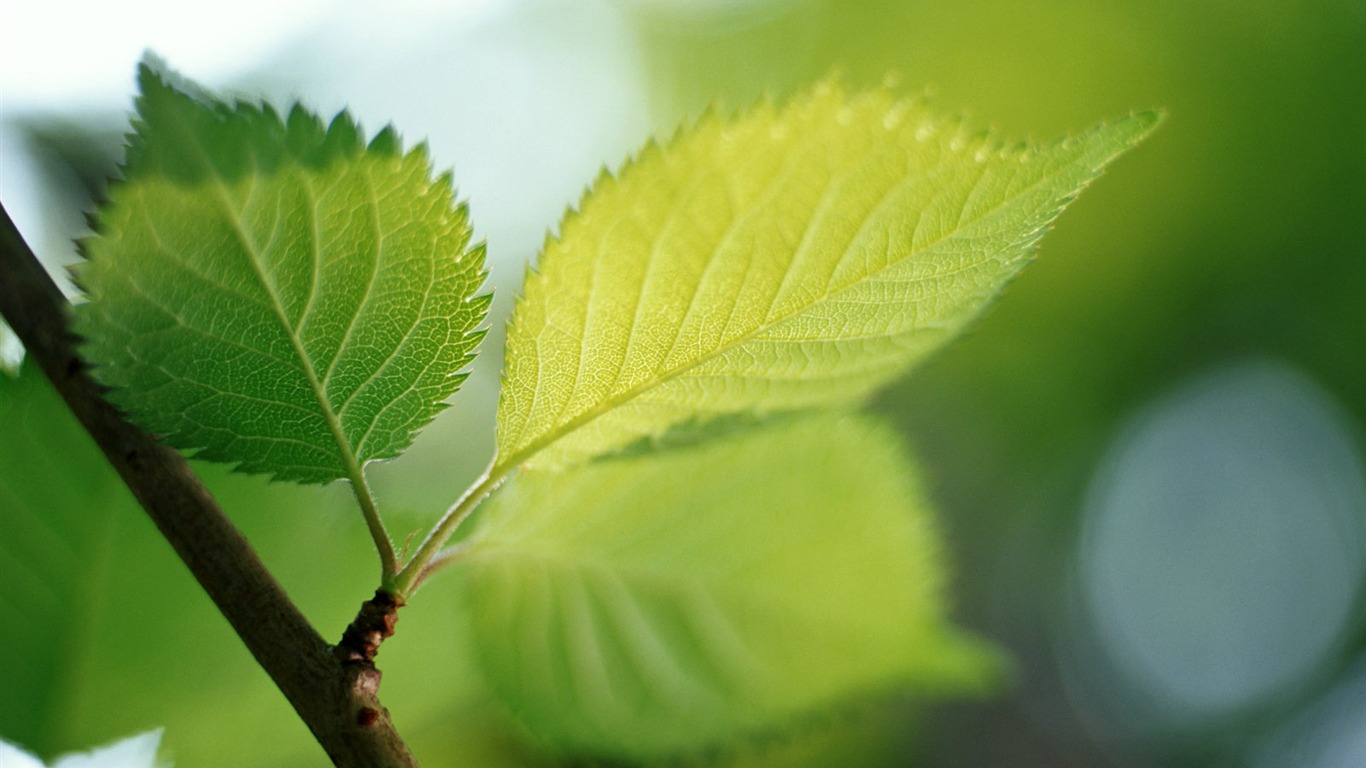 Cool green leaf wallpaper #36 - 1366x768