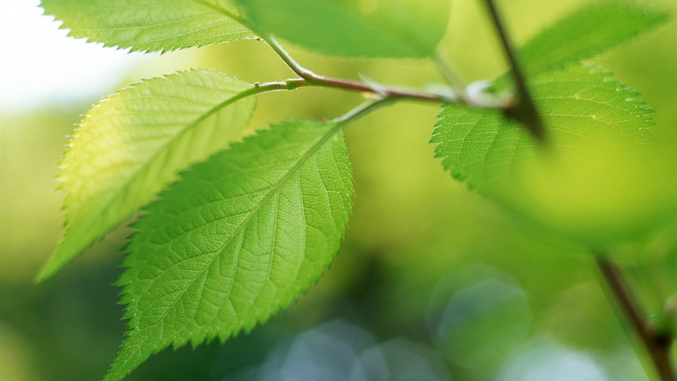 Cool green leaf wallpaper #37 - 1366x768