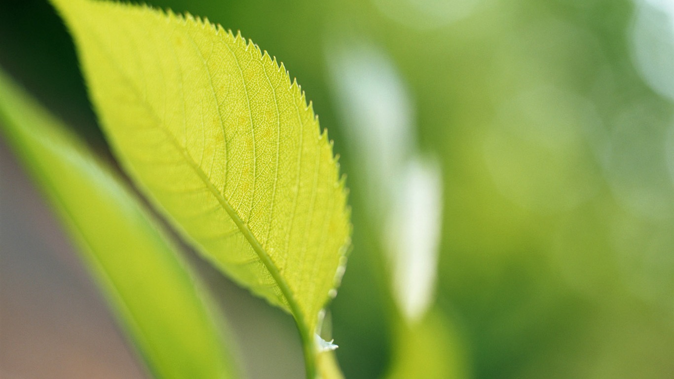 Cool green leaf wallpaper #38 - 1366x768