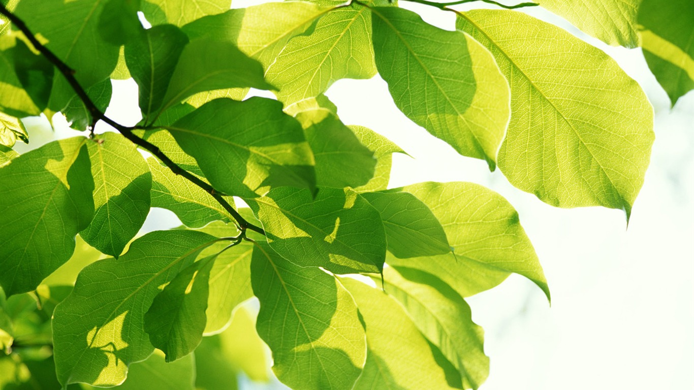 Cool green leaf wallpaper #39 - 1366x768