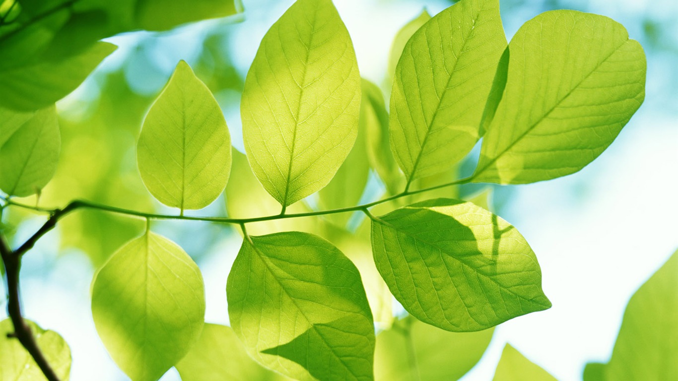 Cool green leaf wallpaper #40 - 1366x768