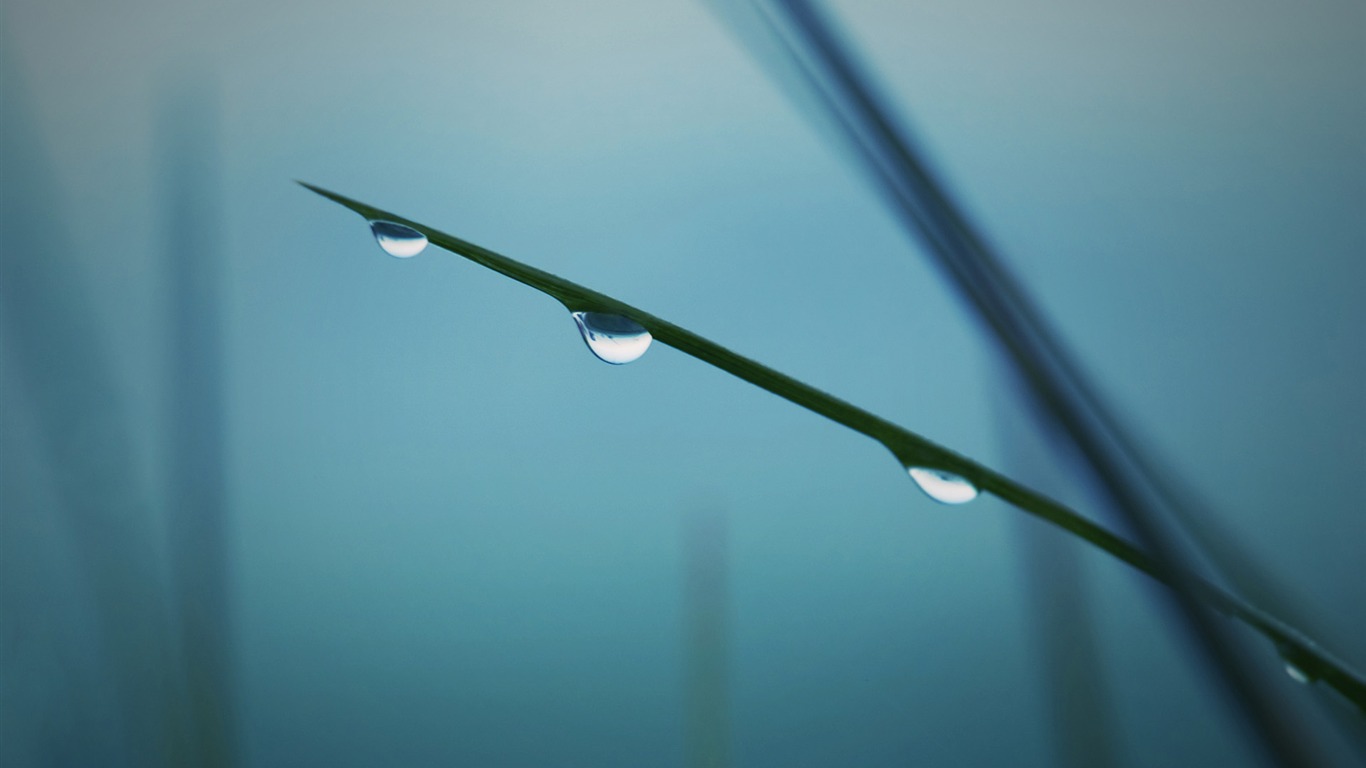 花卉植物生態壁紙 #3 - 1366x768
