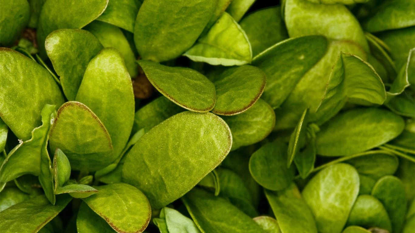 花卉植物生態壁紙 #6 - 1366x768