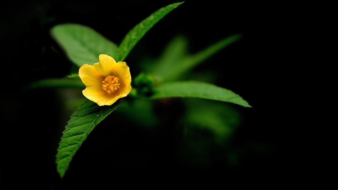 花卉植物生态壁纸10 - 1366x768