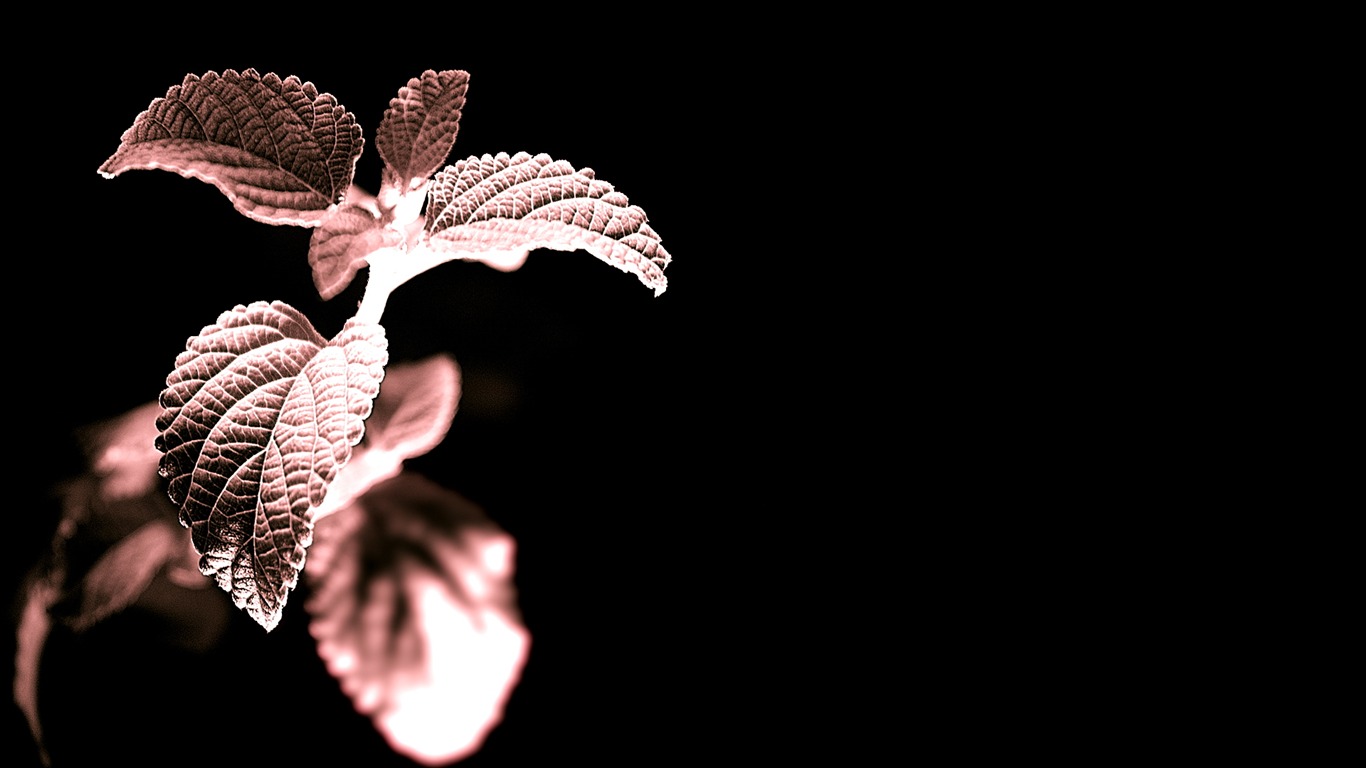 花卉植物生態壁紙 #14 - 1366x768