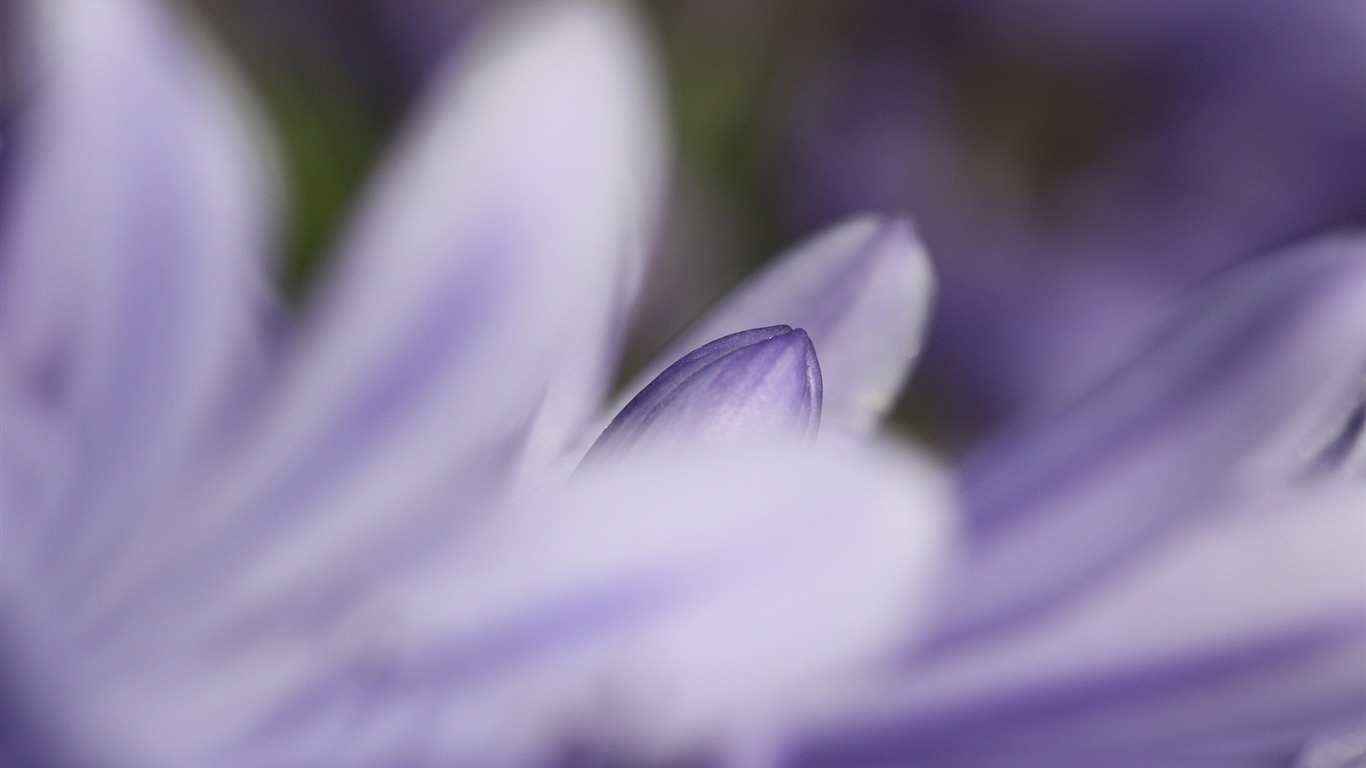 花卉植物生態壁紙 #17 - 1366x768