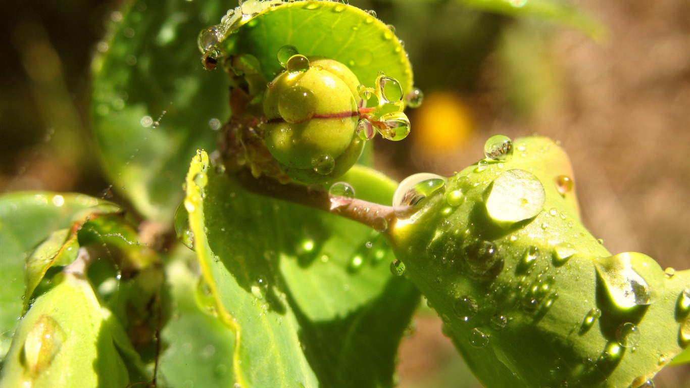 花卉植物生態壁紙 #18 - 1366x768