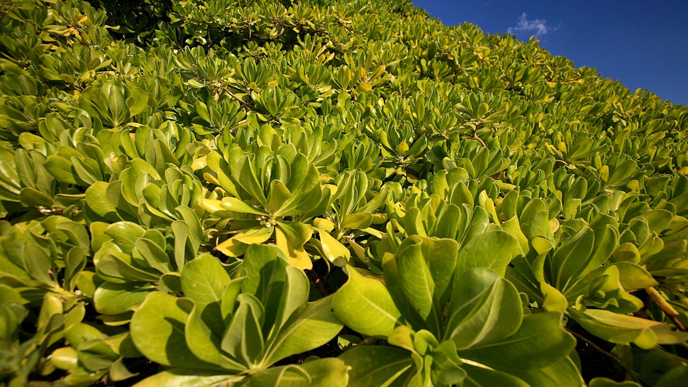 Windows7 官方風景壁紙 #10 - 1366x768