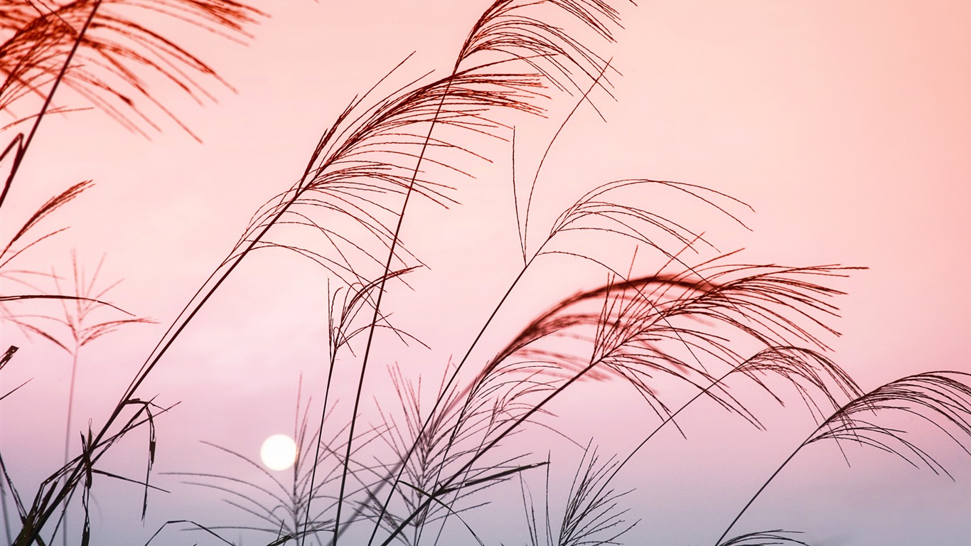 Windows7 官方風景壁紙 #12 - 1366x768