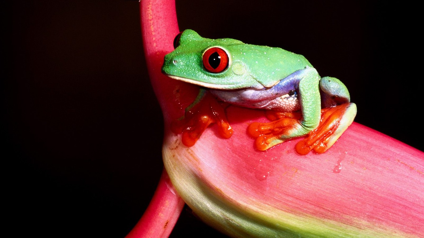 Frog Tapety Album #9 - 1366x768