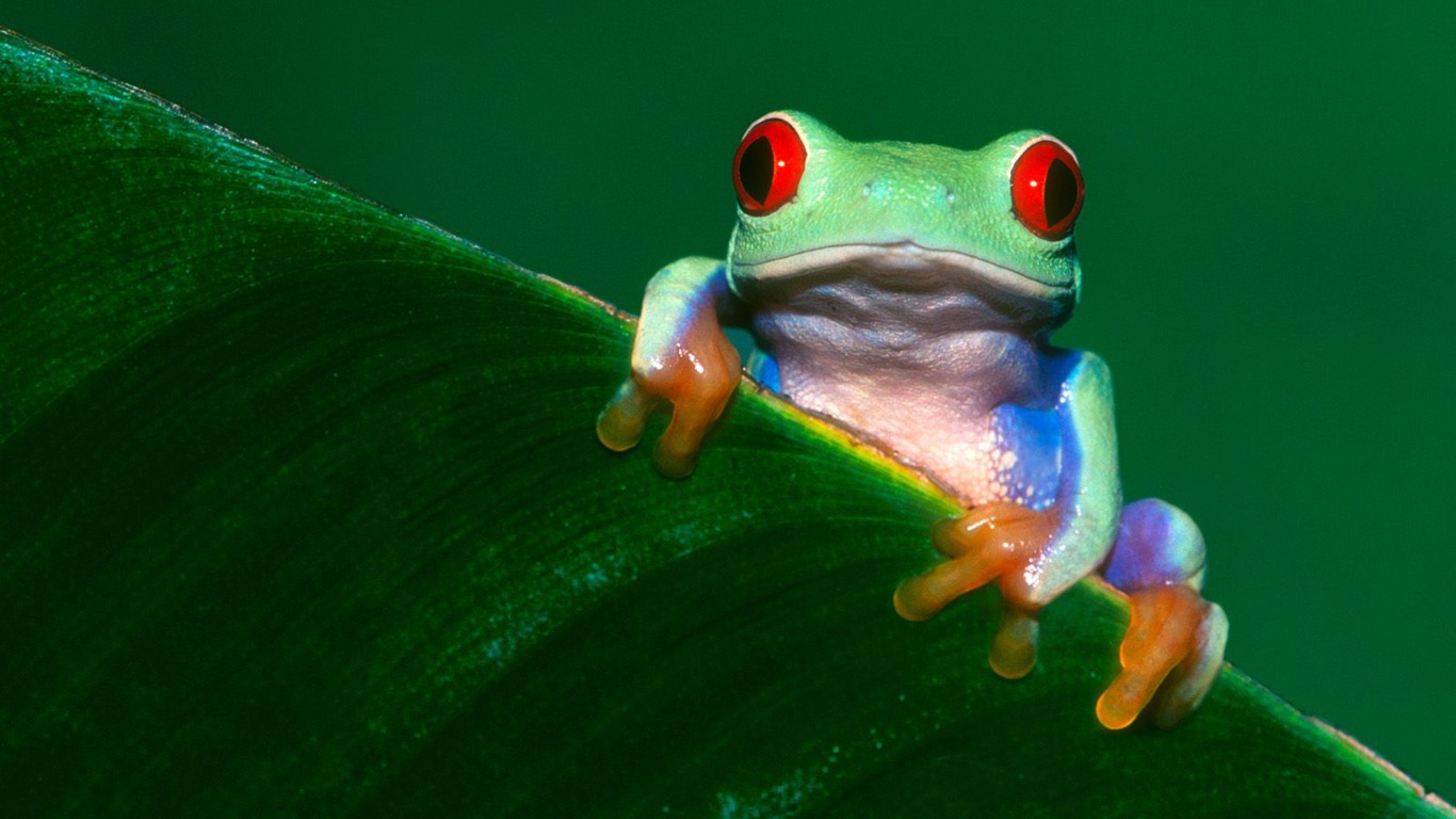 Frog Tapety Album #12 - 1366x768