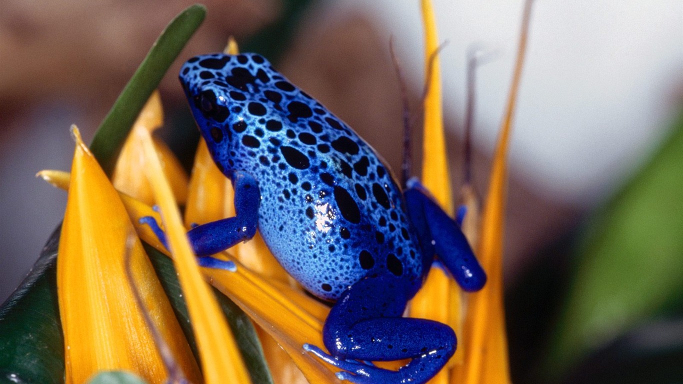 Frog Wallpapers Album #15 - 1366x768