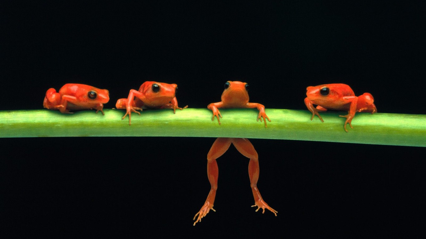 Frog Tapety Album #18 - 1366x768