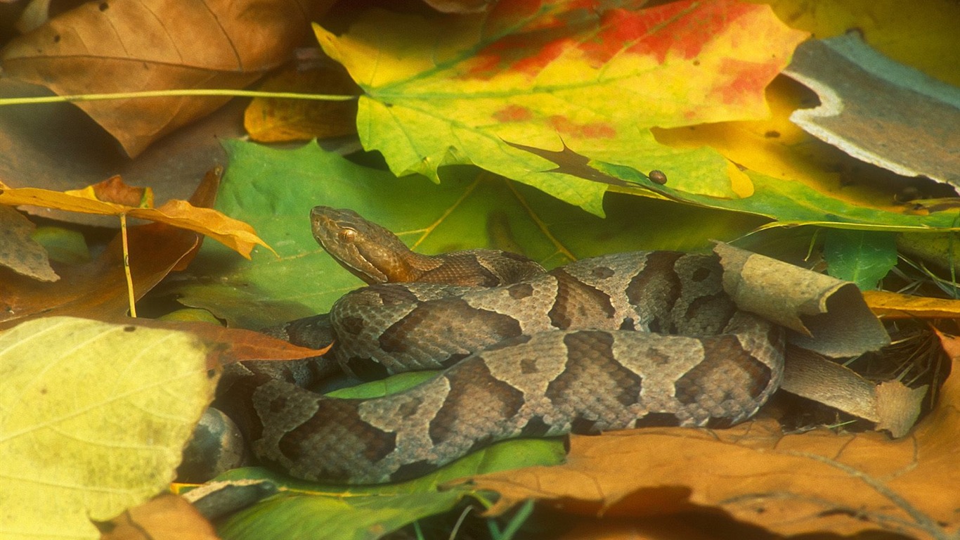 Snake Tapety Album #1 - 1366x768