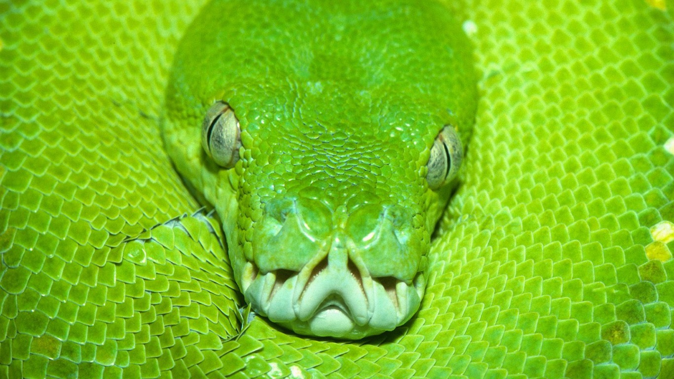 Snake Tapety Album #2 - 1366x768