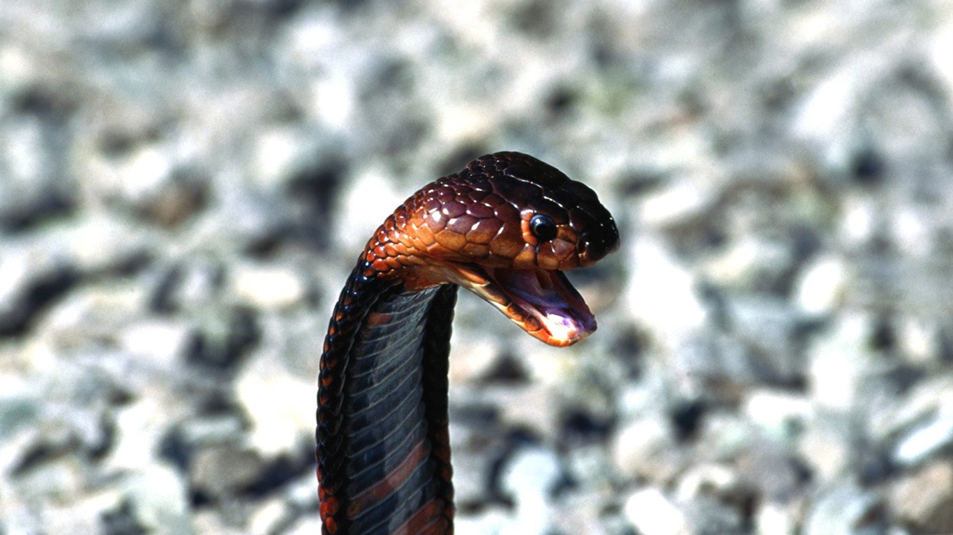 Snake Tapety Album #5 - 1366x768