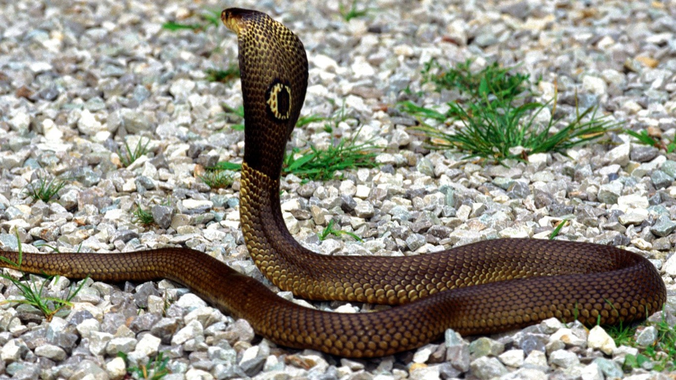 Snake Tapety Album #6 - 1366x768