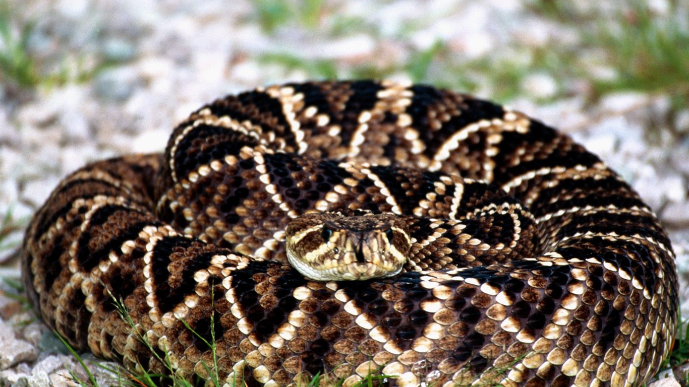 Snake Wallpapers Album #8 - 1366x768