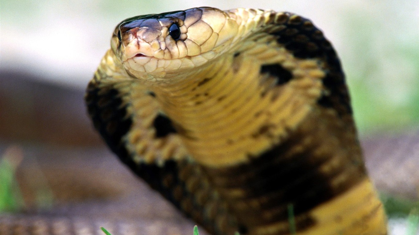 Snake Tapety Album #11 - 1366x768