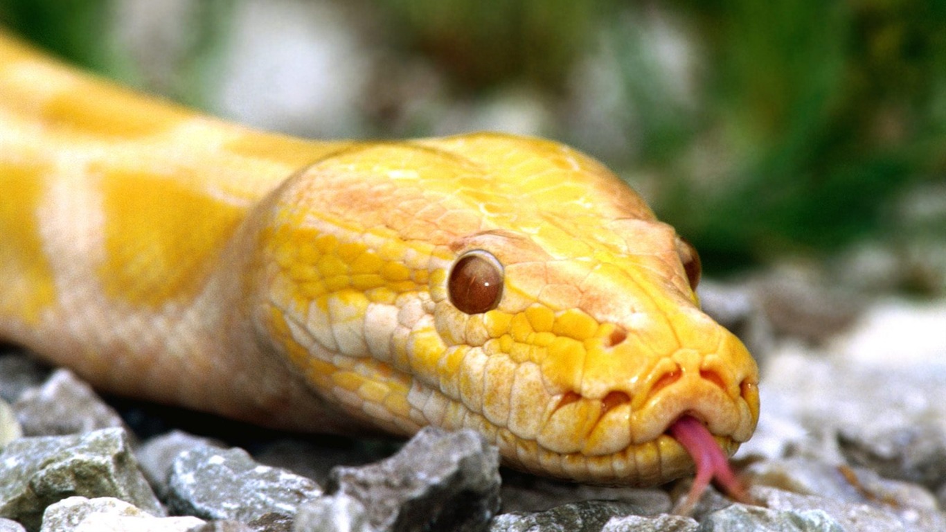 Snake Tapety Album #12 - 1366x768