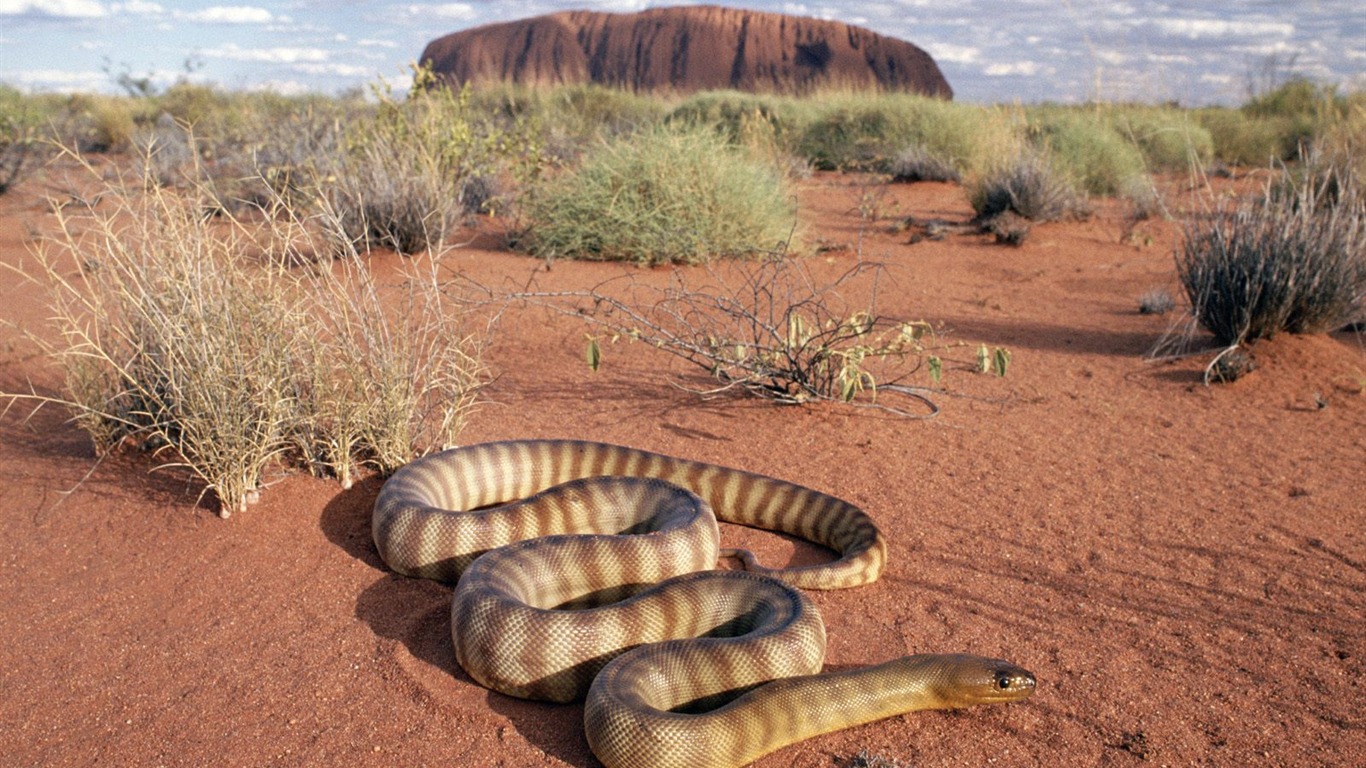 Snake Tapety Album #14 - 1366x768