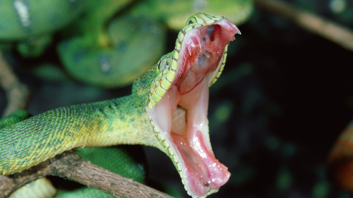 Snake Tapety Album #16 - 1366x768