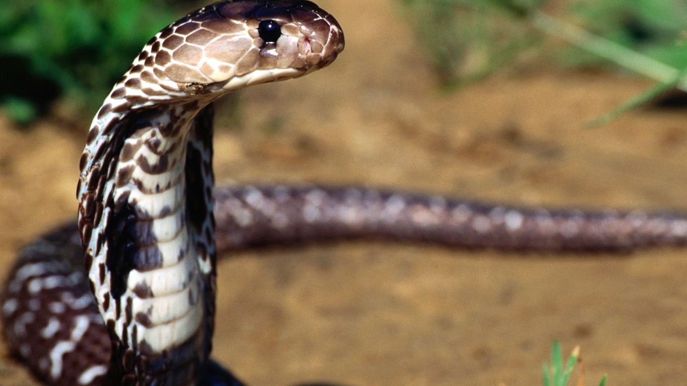 Snake Wallpapers Album #17 - 1366x768