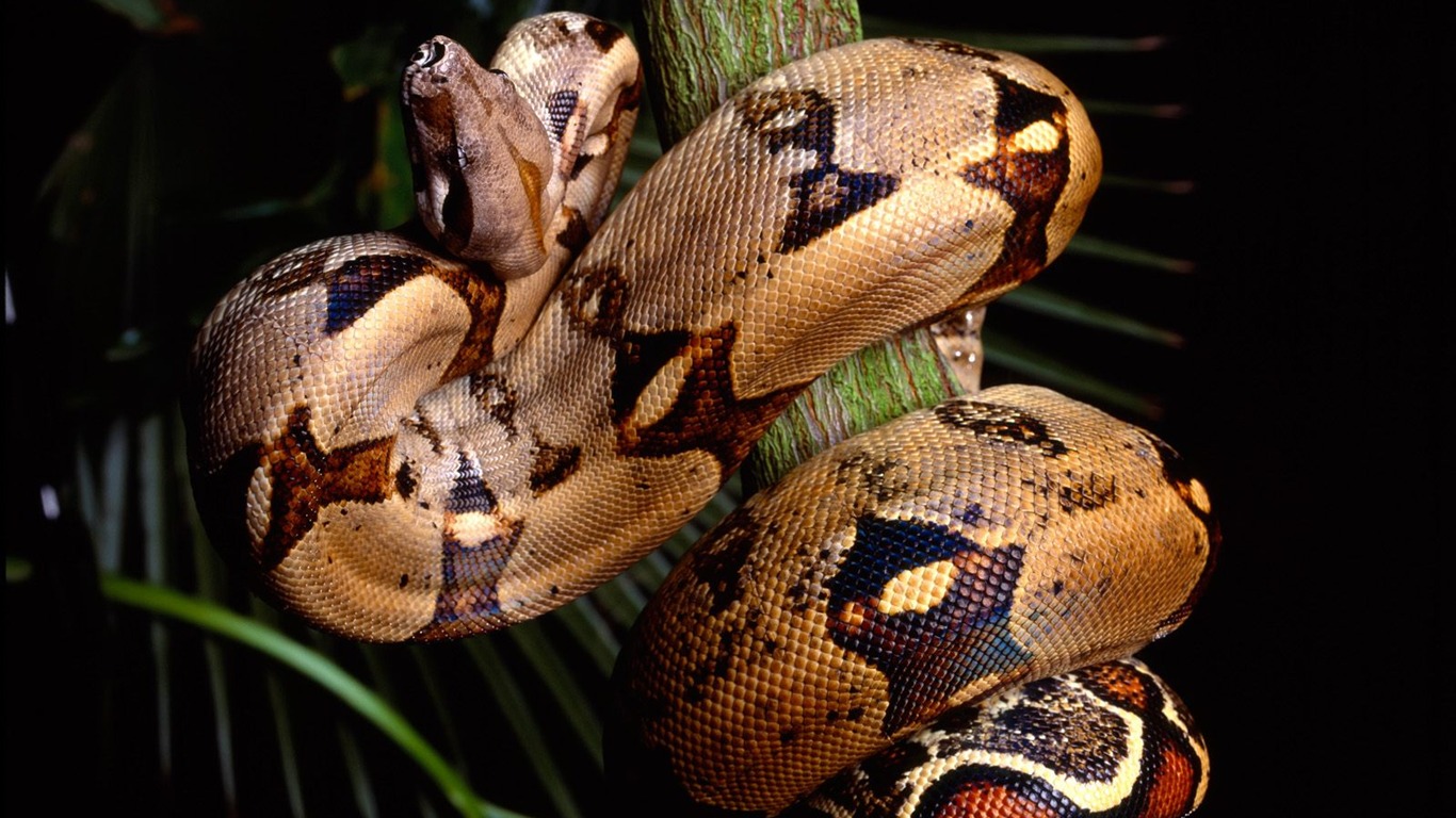 Snake Tapety Album #19 - 1366x768