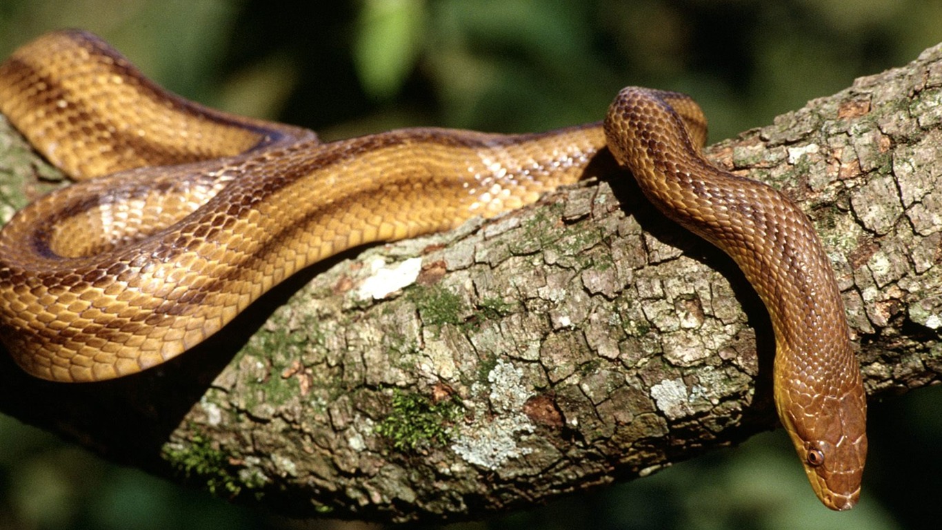 Snake Tapety Album #20 - 1366x768