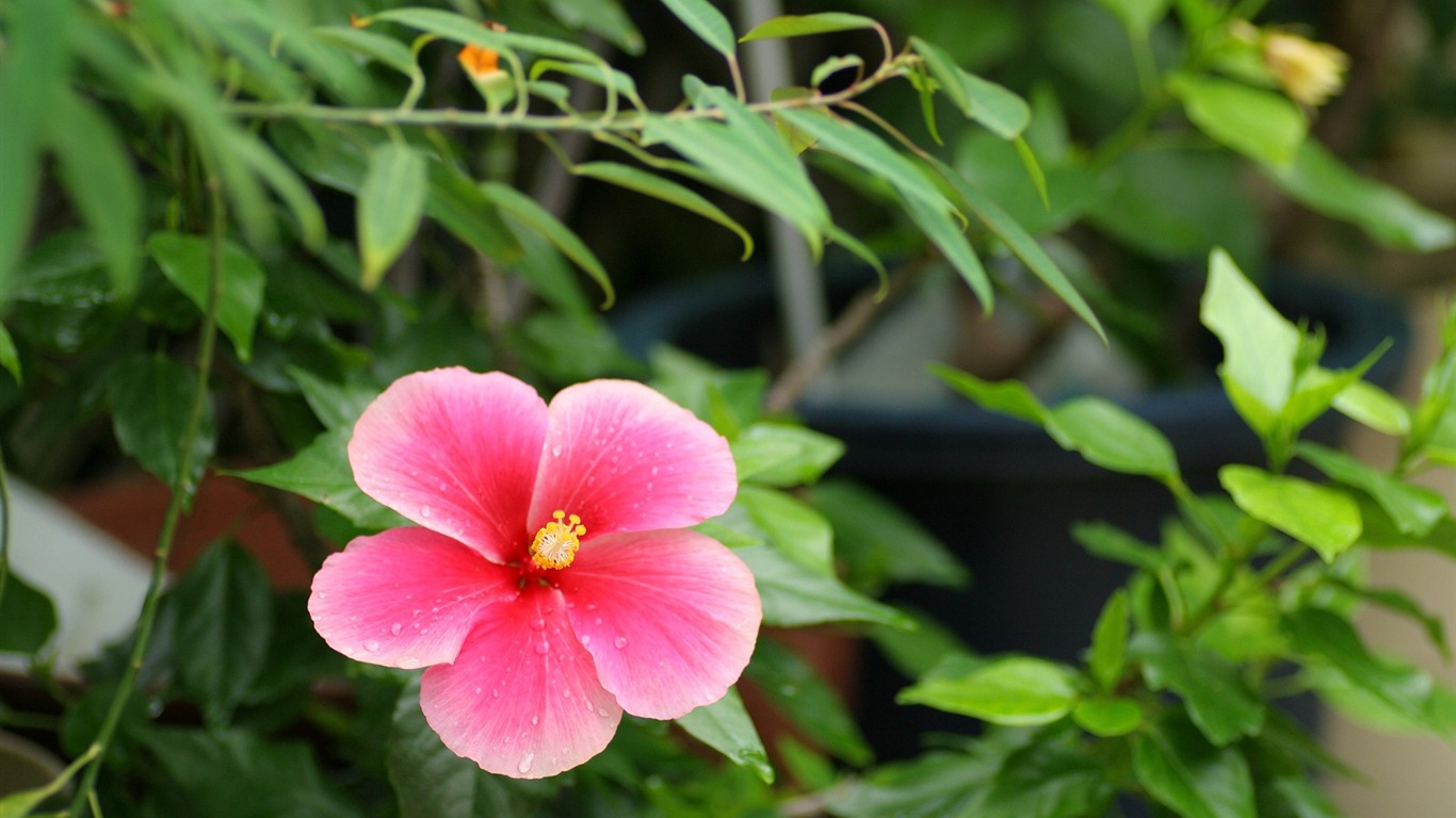 Flowers close-up (3) #1 - 1366x768