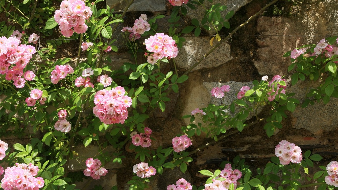 鮮花特寫(三) #2 - 1366x768