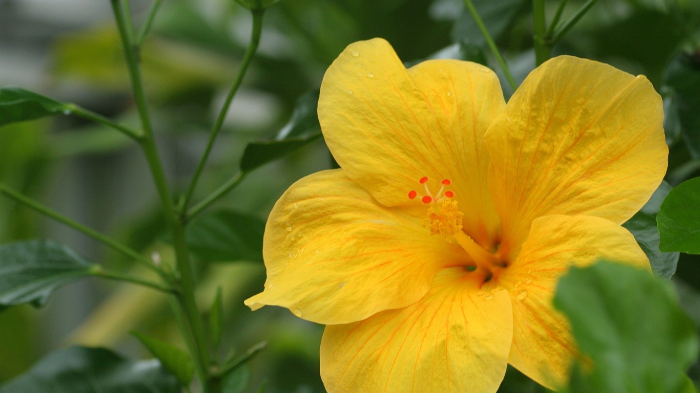 Flowers close-up (3) #4 - 1366x768