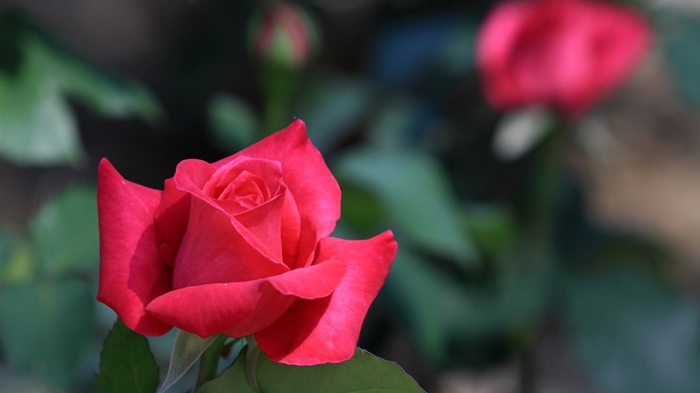 Flowers close-up (3) #5 - 1366x768