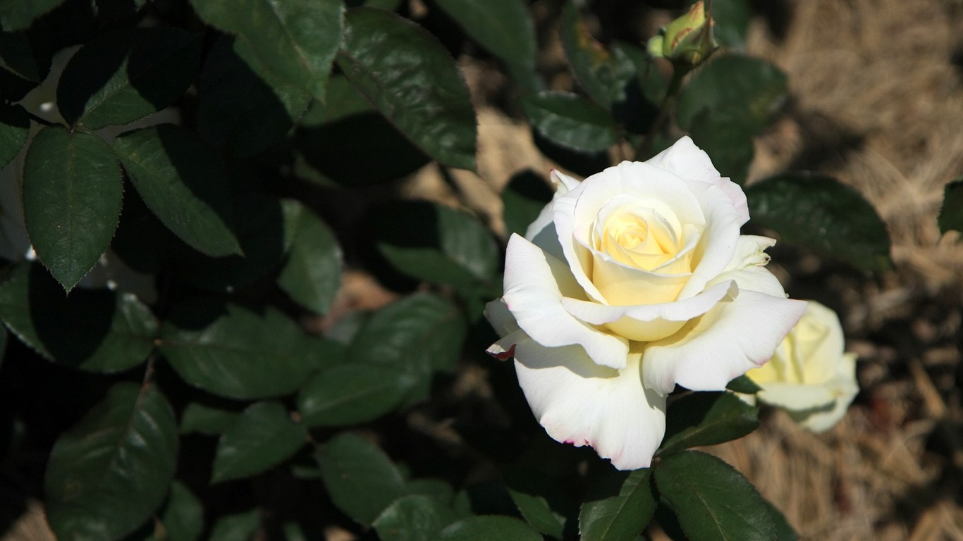 鮮花特寫(三) #6 - 1366x768