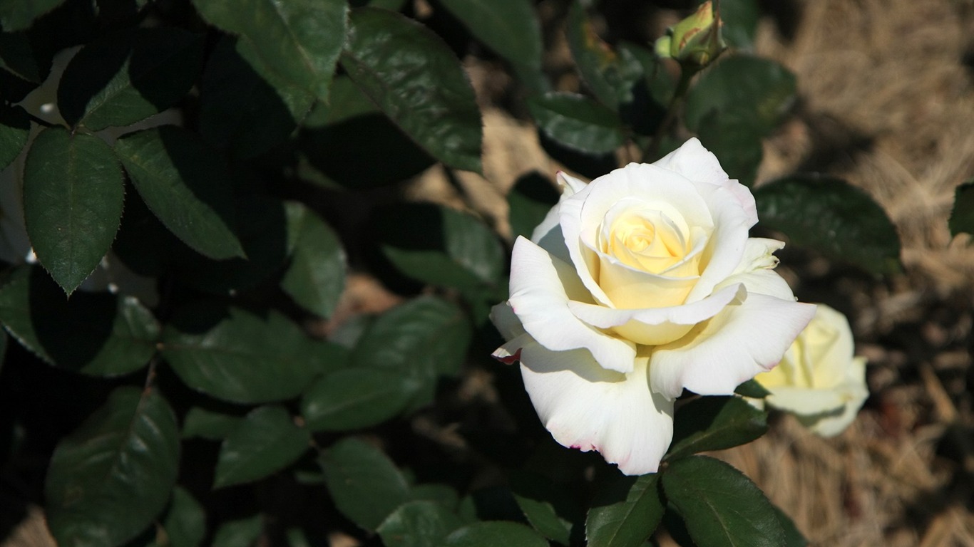 Flowers close-up (3) #6 - 1366x768