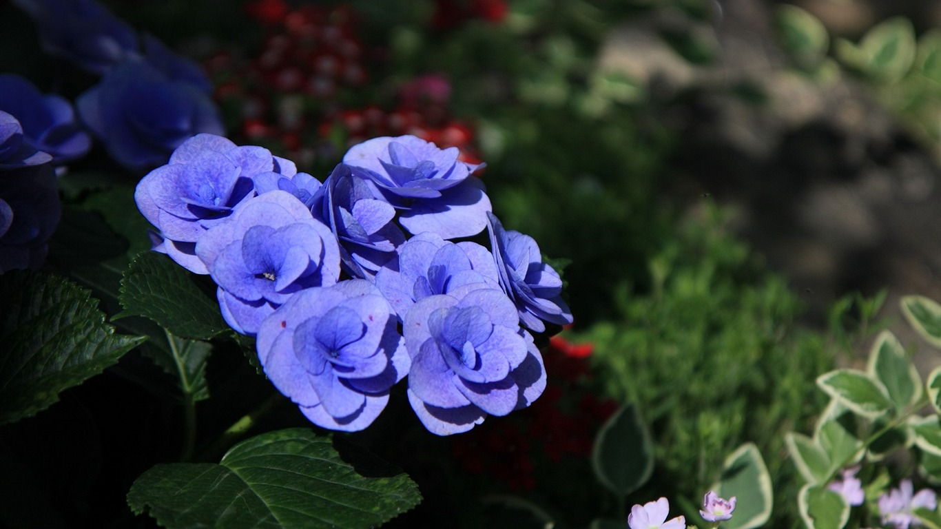 鲜花特写(三)9 - 1366x768