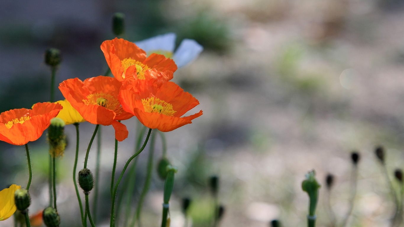 Flowers close-up (3) #10 - 1366x768