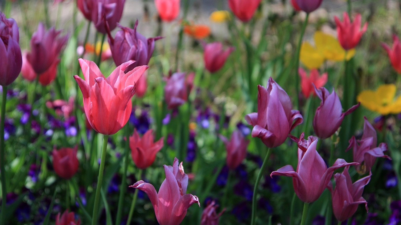 Flowers close-up (3) #11 - 1366x768