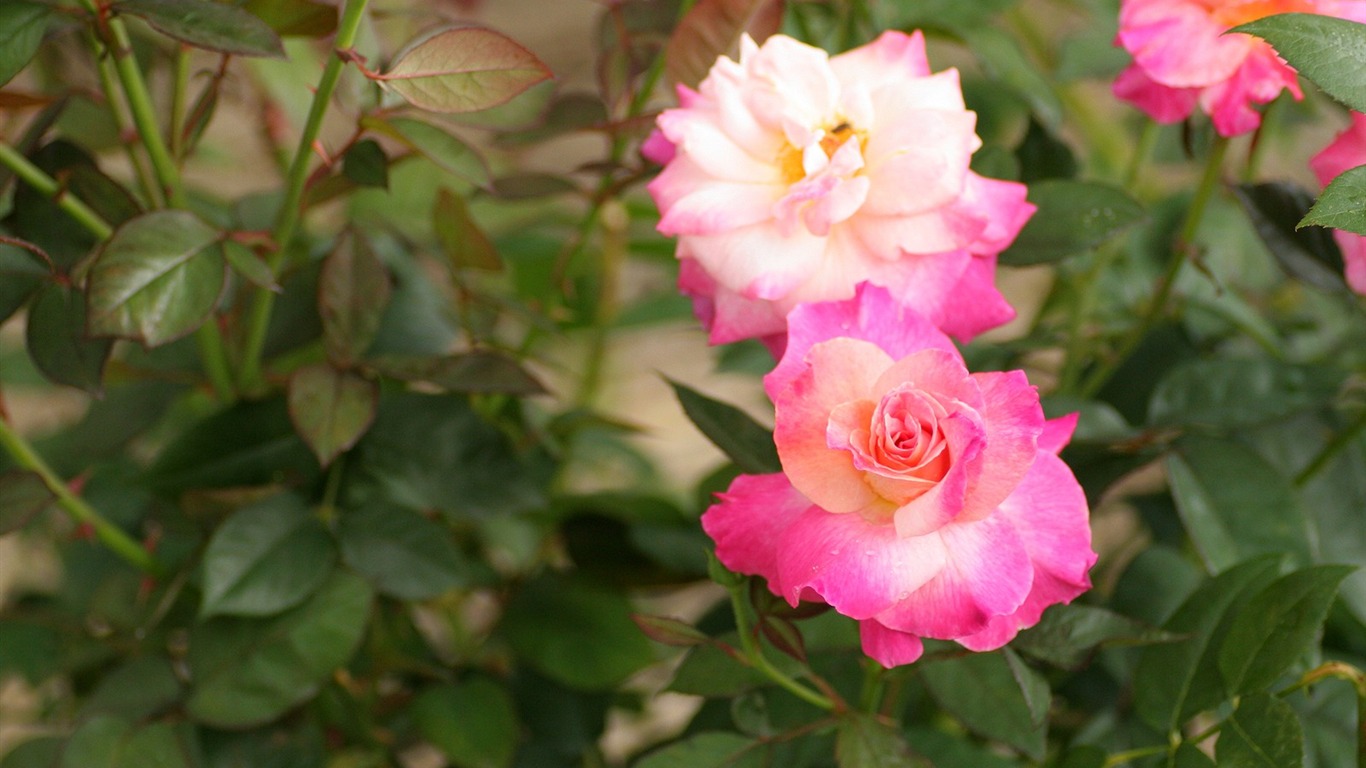鮮花特寫(三) #14 - 1366x768