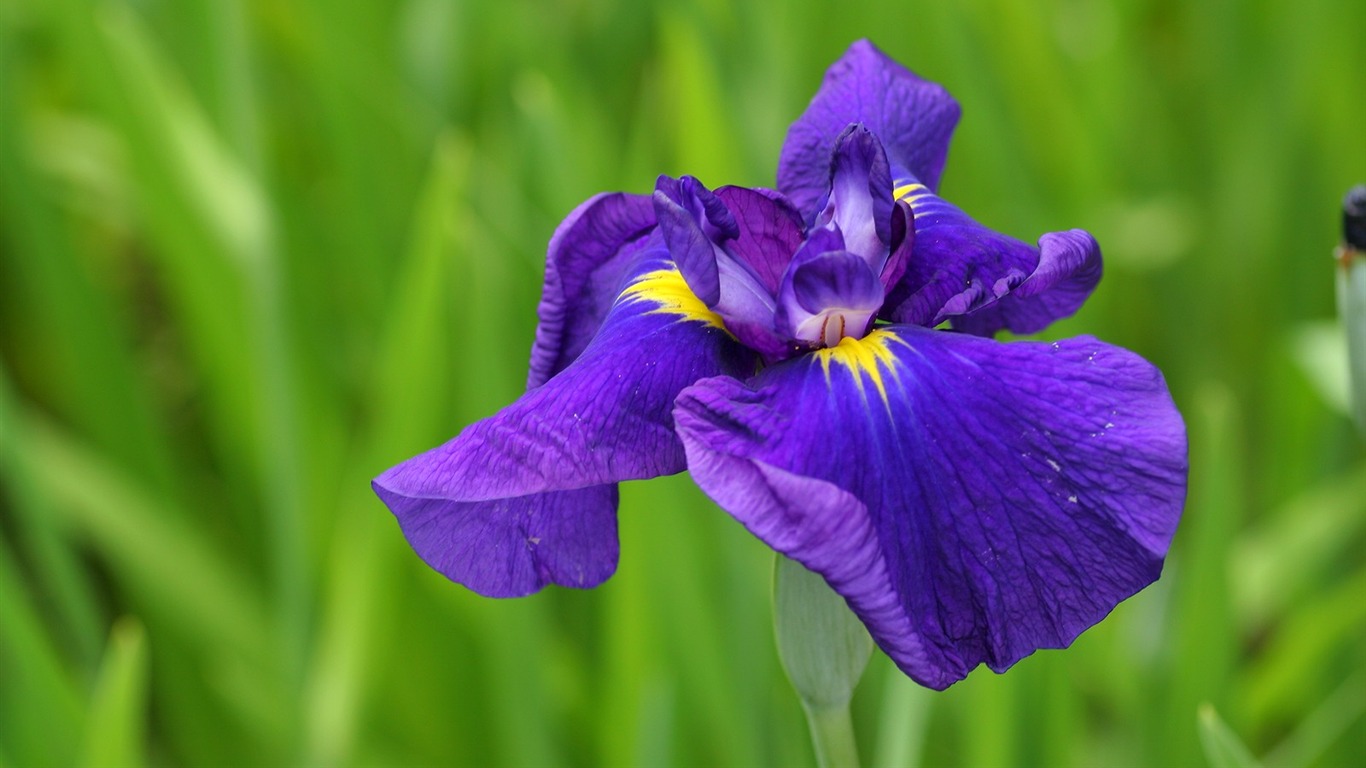 Flowers close-up (3) #15 - 1366x768