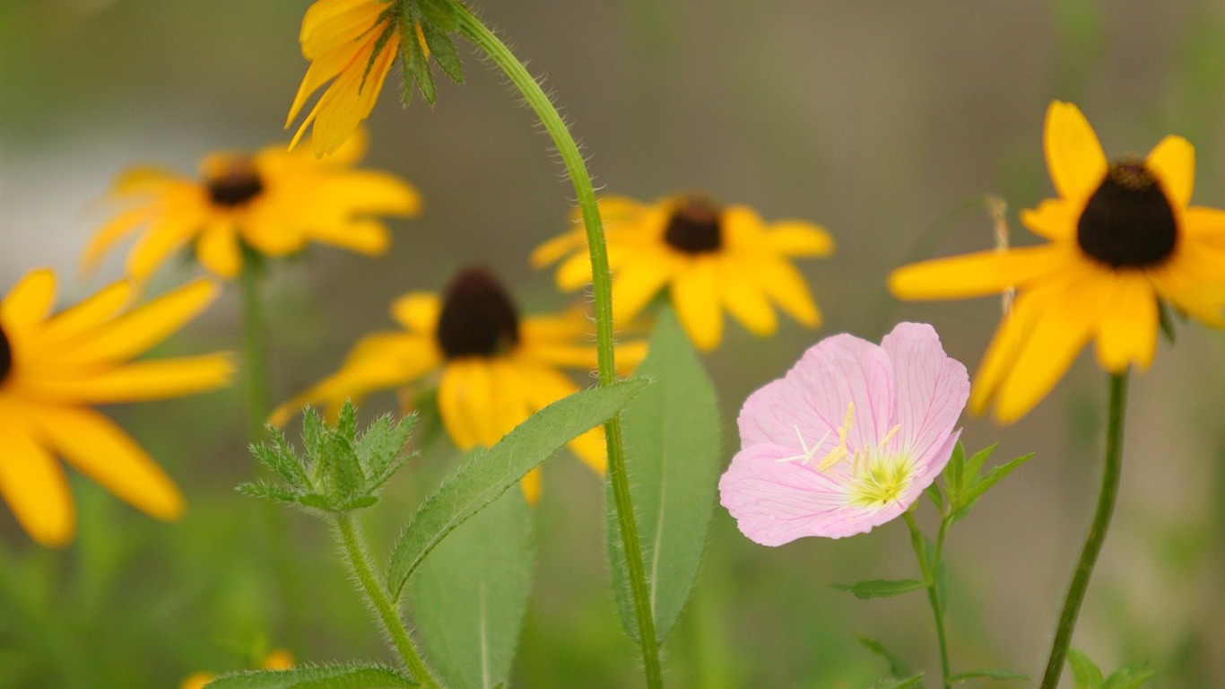 Flowers close-up (3) #16 - 1366x768