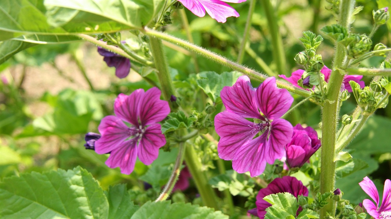 Flores close-up (3) #17 - 1366x768