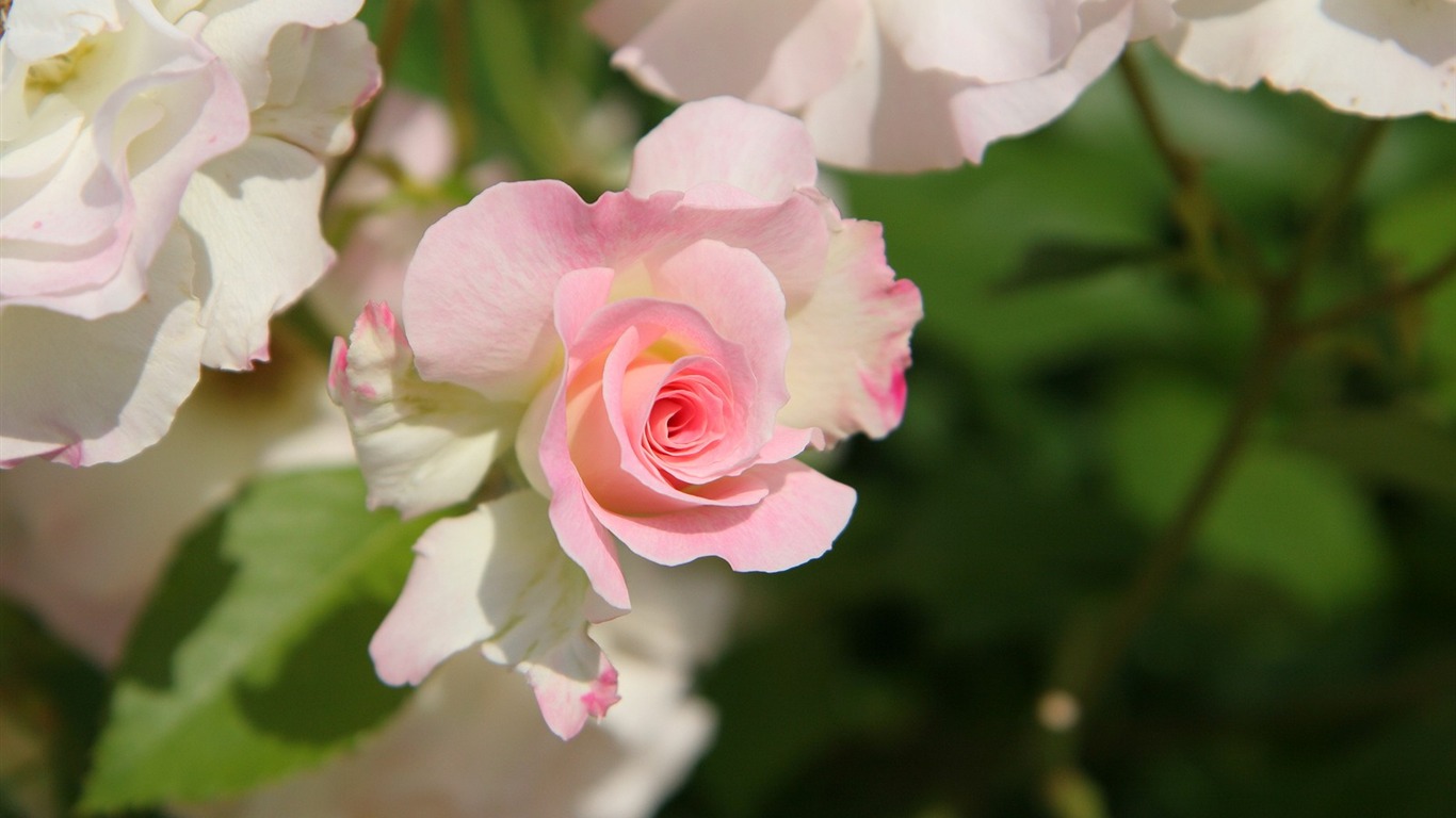 鮮花特寫(三) #20 - 1366x768