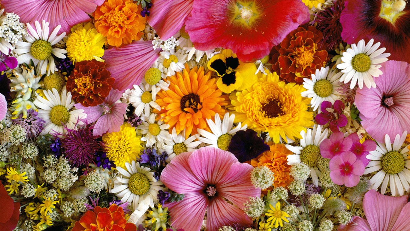 鮮花特寫(四) #3 - 1366x768