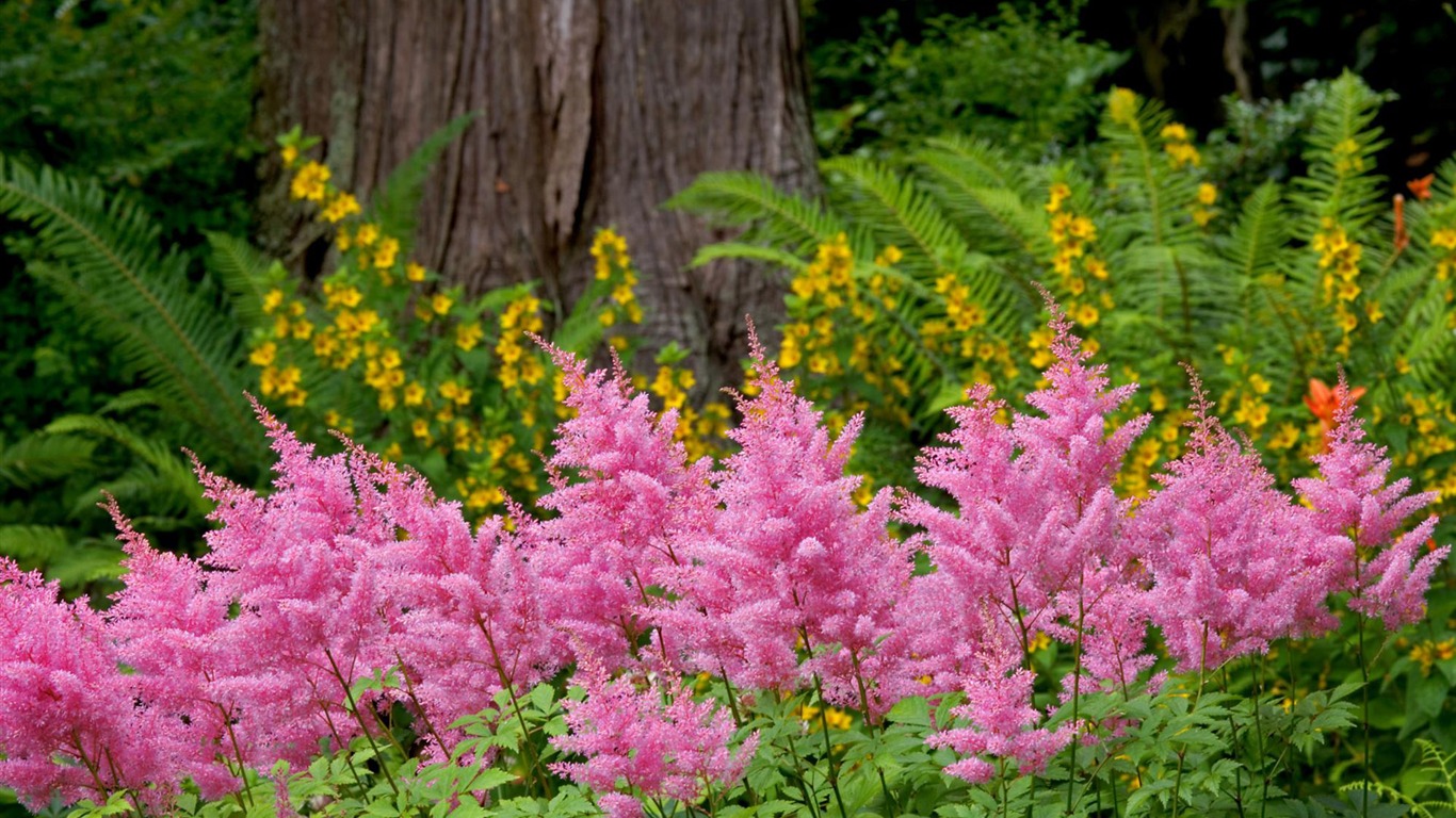 Flowers close-up (4) #9 - 1366x768