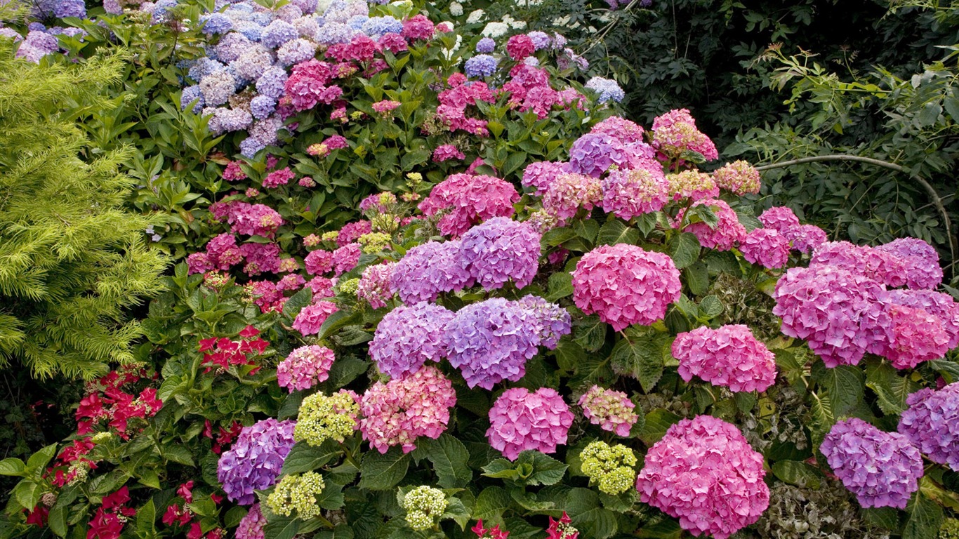 鮮花特寫(四) #10 - 1366x768