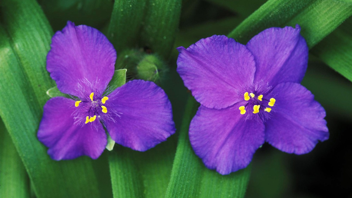 Flowers close-up (4) #15 - 1366x768