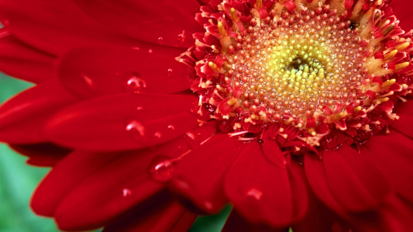 Flowers close-up (4) #17 - 1366x768