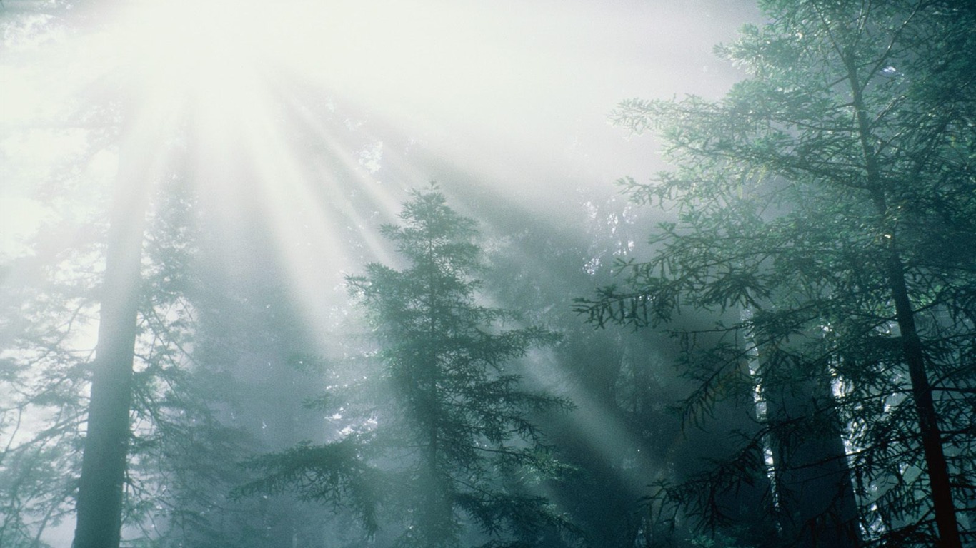 lesních dřevin wallpaper #5 - 1366x768