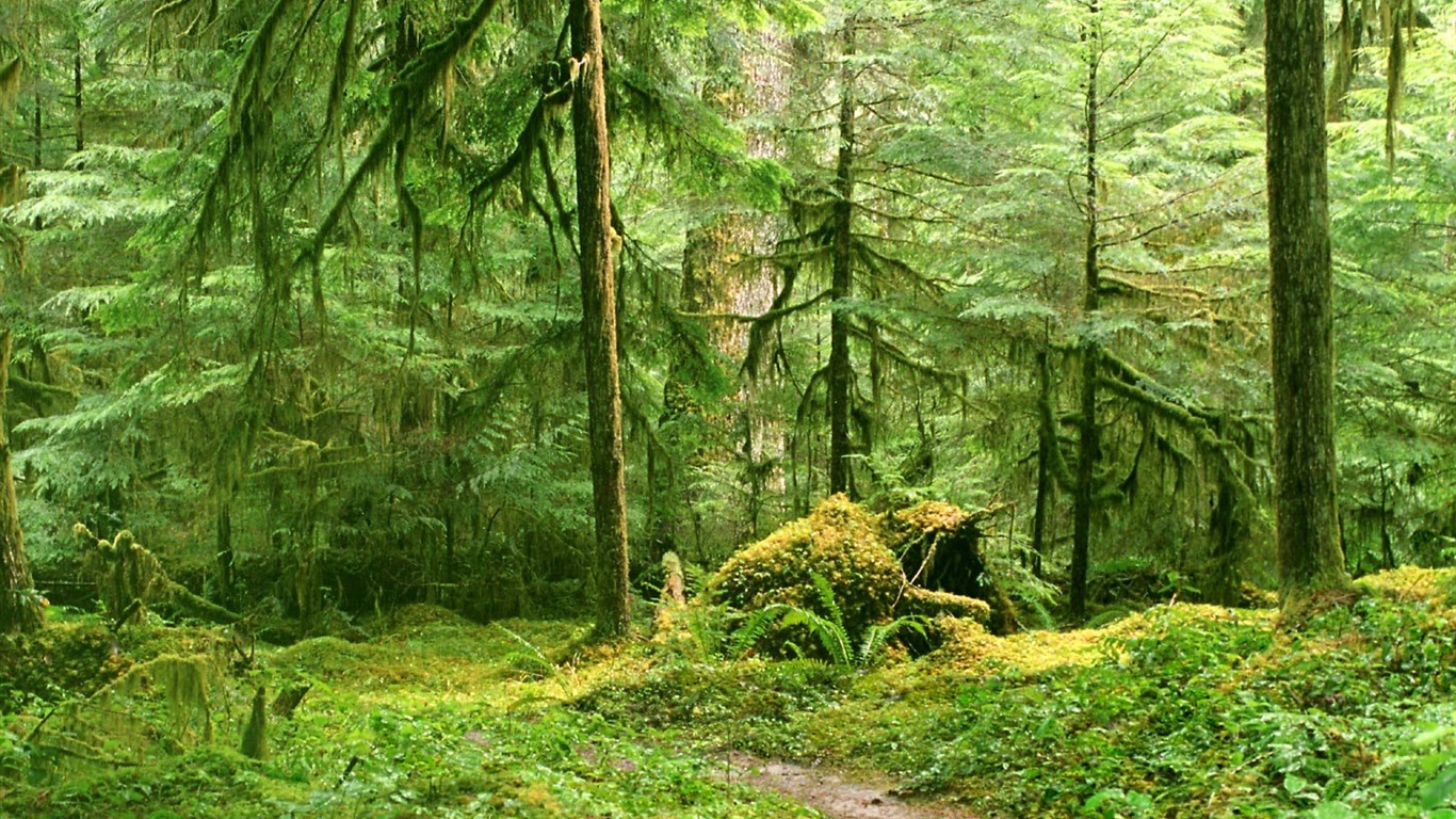 Forest tree wallpaper #14 - 1366x768